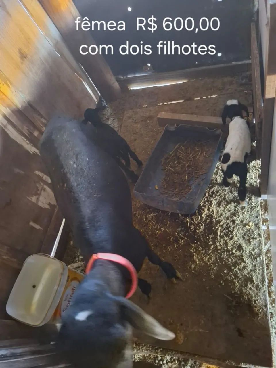 Venda de Animais de Fazenda - Foto 2