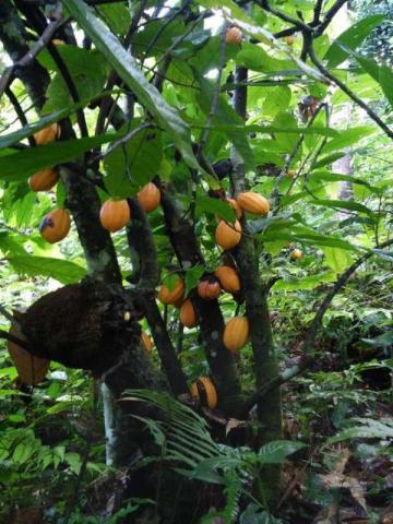 Fazenda de cacau no sul da bahia. mascote - camacã - itabuna - Foto 17