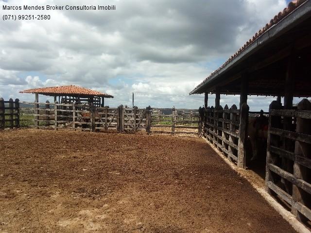 Fazenda a venda em baixa grande - bahia / brasil. - Foto 8
