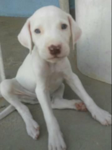 Vendo filhotes de dalmata - Foto 3