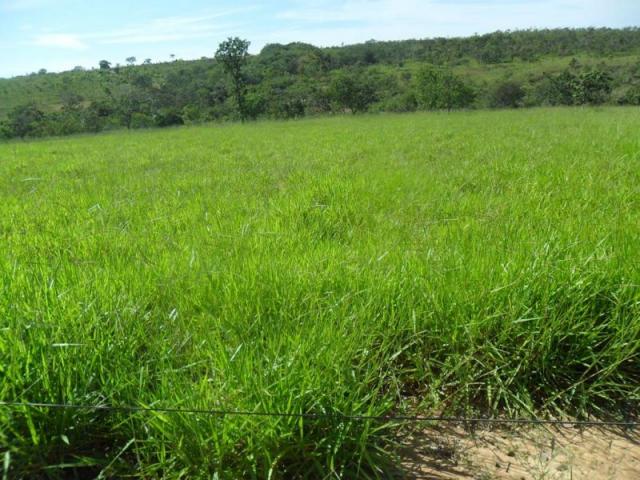 Sítio à venda em Zona rural sitio vereda grande, Três marias cod:442 - Foto 10