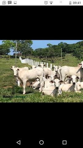 Fazenda em Americano do Brasil-Go! - Foto 18
