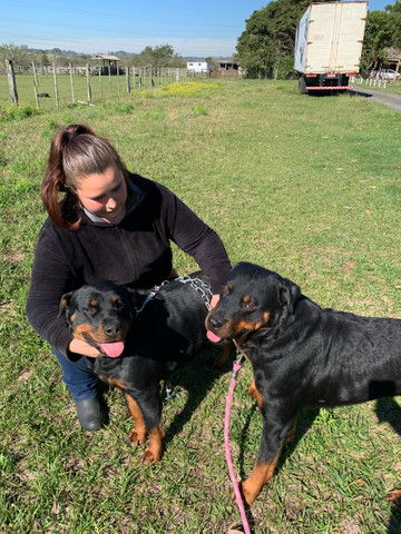 Rottweiler filhotes - Foto 5
