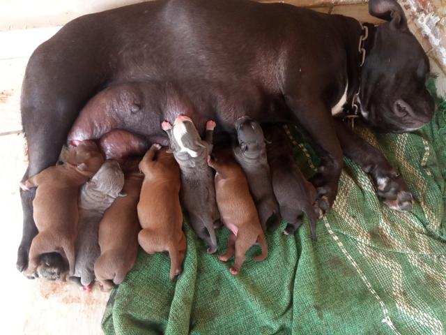 Filhotes de American Bully