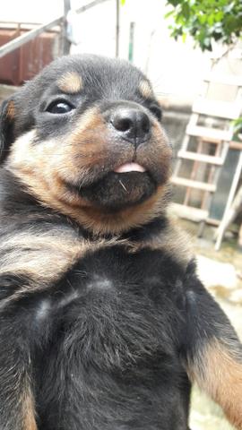 Cachorro rottweiler