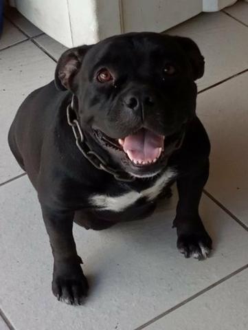 Filhotes de American Bully - Foto 4