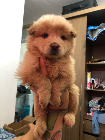 Filhotes de Chow-Chow