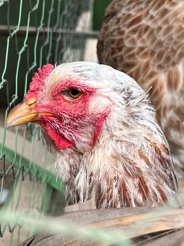 Galinhas da Raça Brahma 