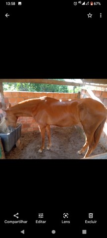 Égua mangolina de picado 