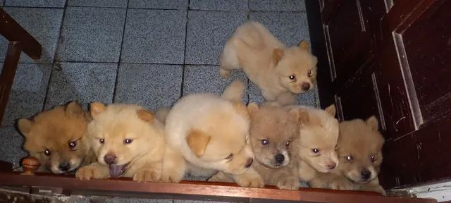Filhotes chow chow  - Foto 5