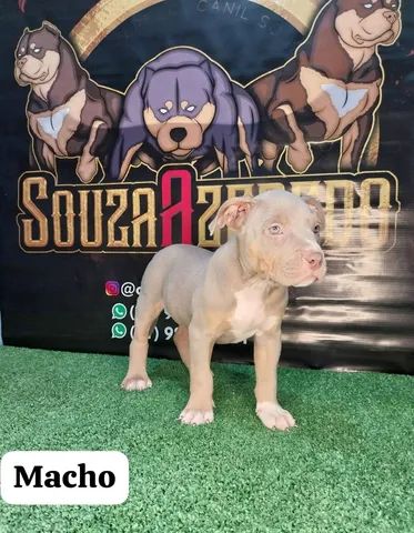 Pit Monster: Filhote  80 dias, macho e fêmea  - Foto 5