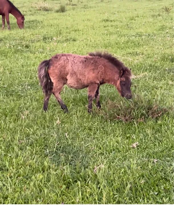 Ponei miniatura  - Foto 2