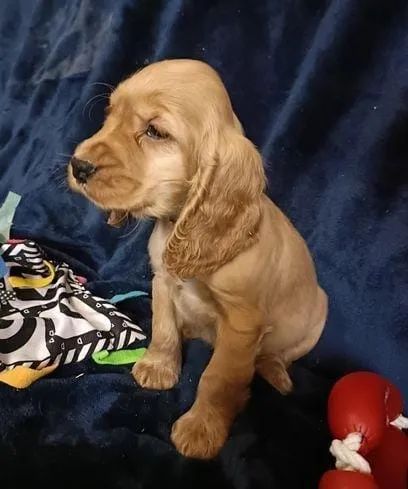 Cocker Spaniel Ingles