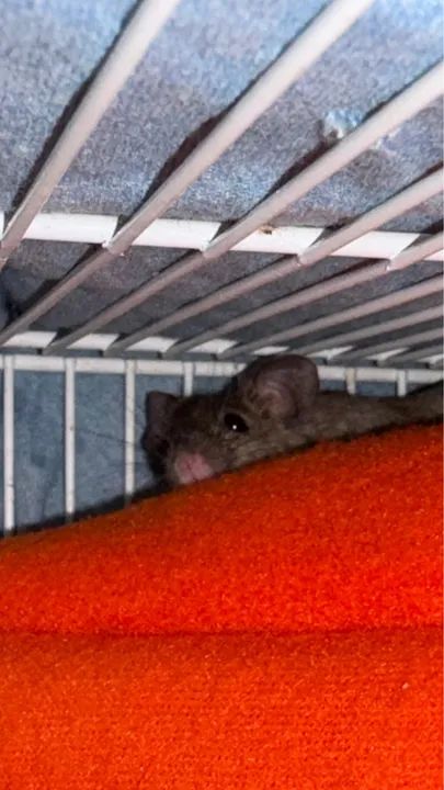 Fêmea de Camundongo - Foto 3