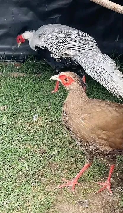 GALINHAS ORNAMENTAIS //FILHOTES 30 DIAS - Foto 4