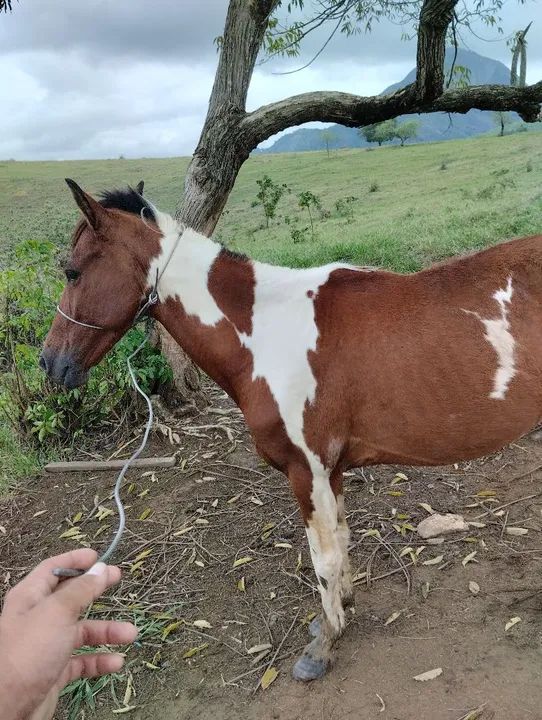 Cavalo pampo para venda ou troca
