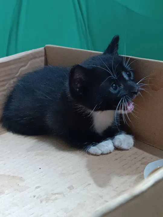 doação de gatinho - Foto 2