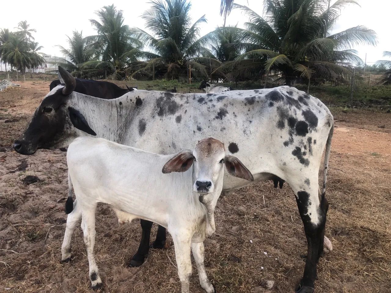 Vaca mestiça e bezerro macho - Foto 2