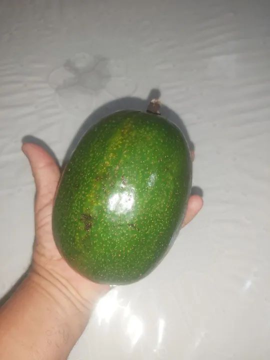 Mudas Graviola Gigante,Saputilha  - Foto 5