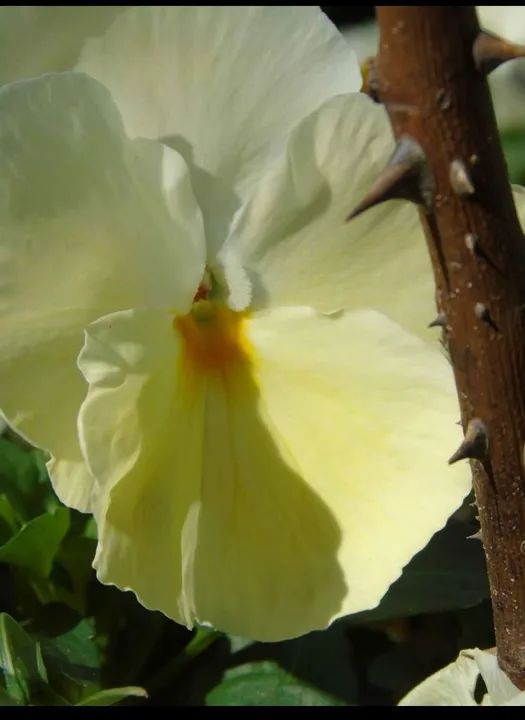 Câmera Sony Cyber-shot DSC-H400 - Foto 6