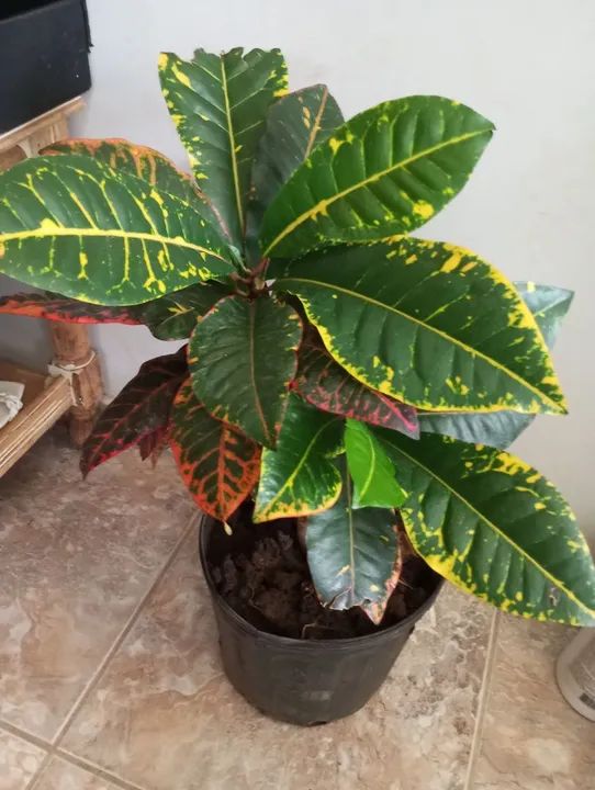 Planta Croton - Foto 6