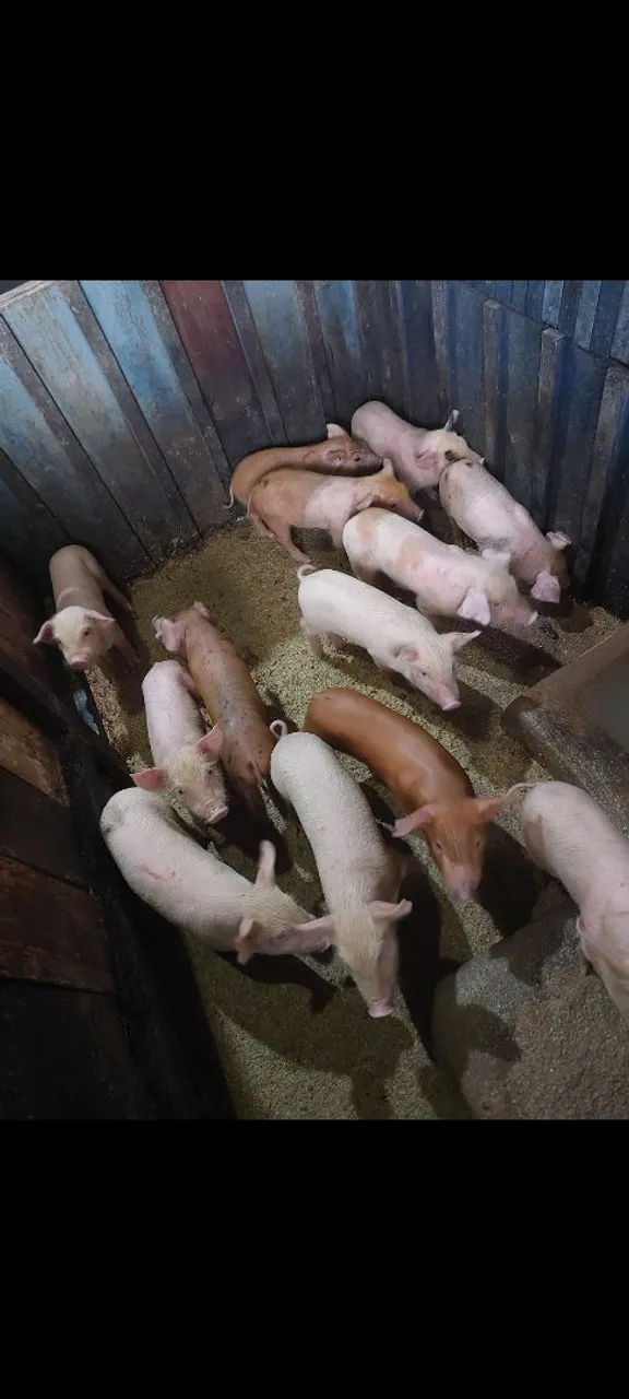 Filhotes de Porco