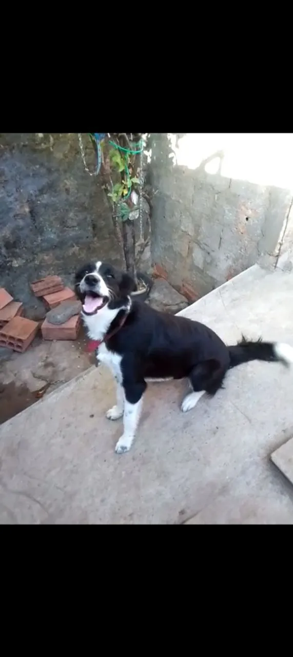 Border Collie - Cão a venda