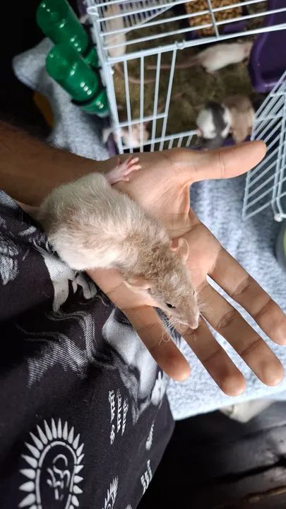 Ratos twisters pet - Foto 3