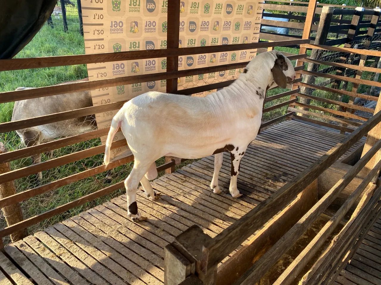 Vendo Carneiro Reprodutor 