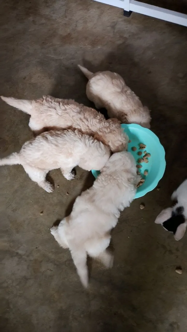 Filhotes de poodle