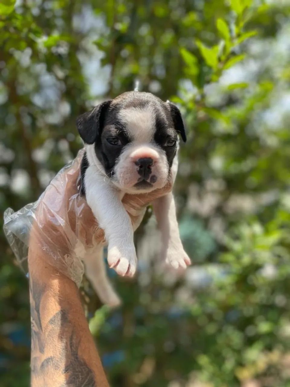 Bulldog francês - amoroso / mais carinhoso / com suporte clinico por 15 dias - ligue 