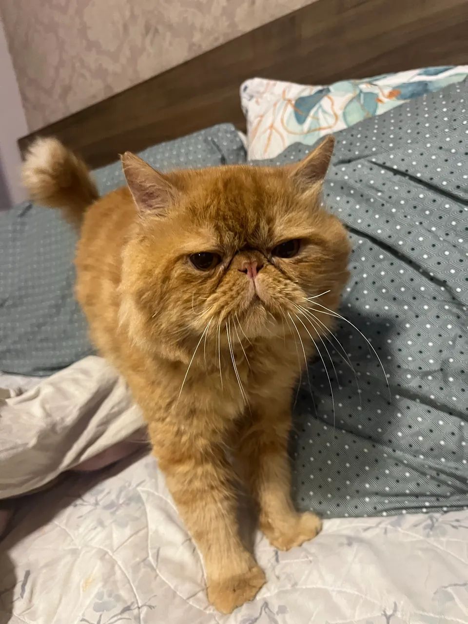 Gato Persa Macho Gatos Santo Antônio, Criciúma 1443846437 OLX