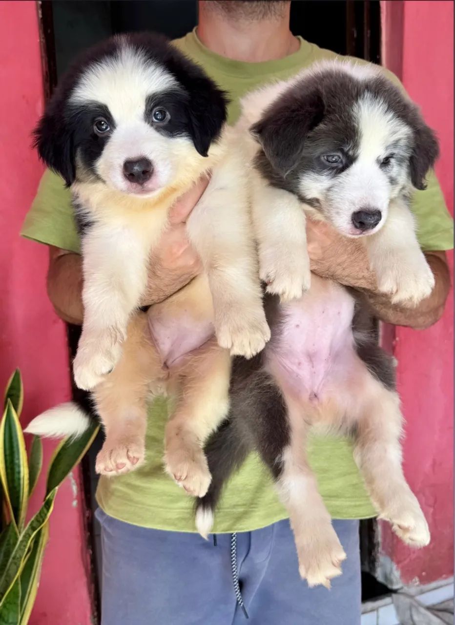 Lindas Filhotes de Border Collie   - Foto 3