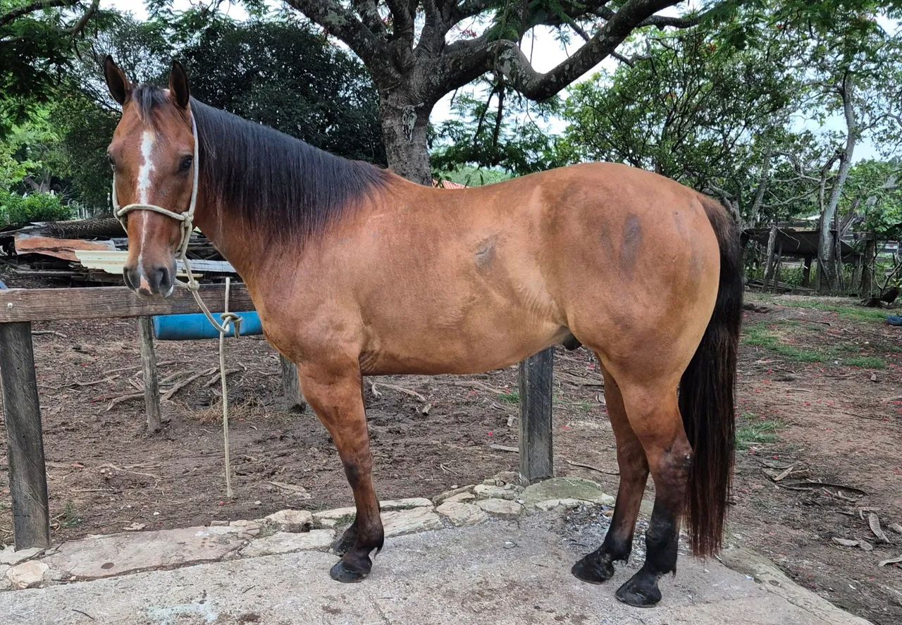 Cavalo Quarto de Milha  - BAIO - de Laço em dupla cabeça e pé - Foto 3