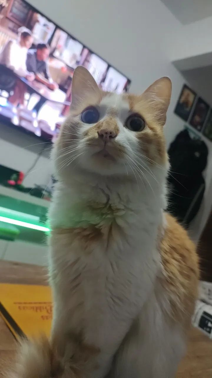 Gatos para doação  - Foto 2