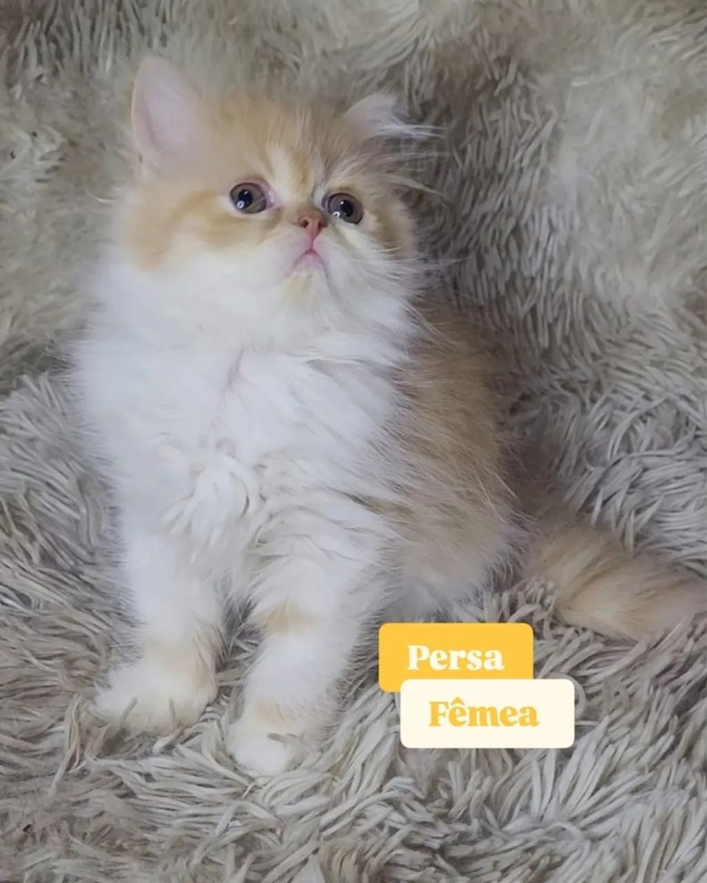 Gata persa  - Foto 5