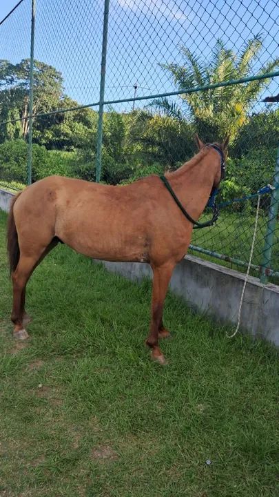 Triumph Tiger 900 - Impecável - Foto 2