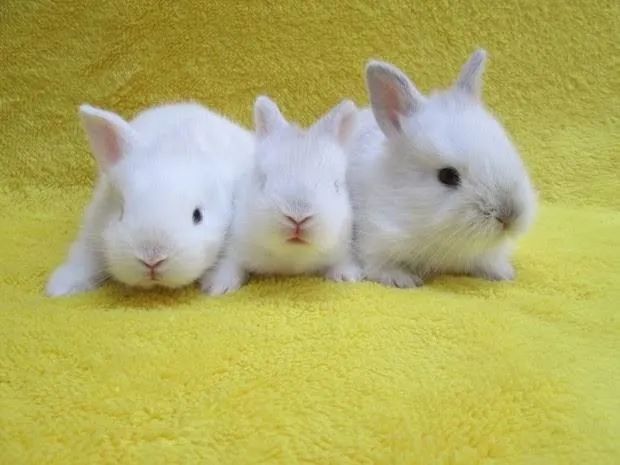 Coelhos e Mini Coelhos  - Foto 4