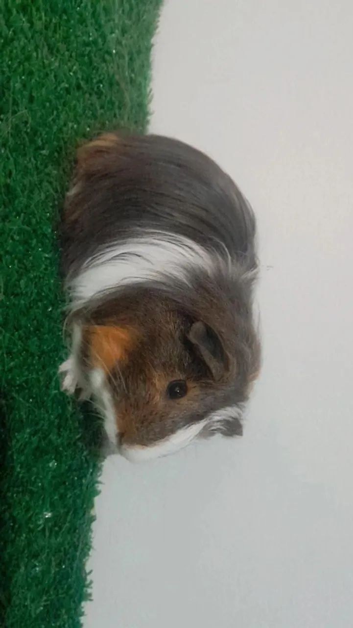 Porquinho da india machos  - Foto 2