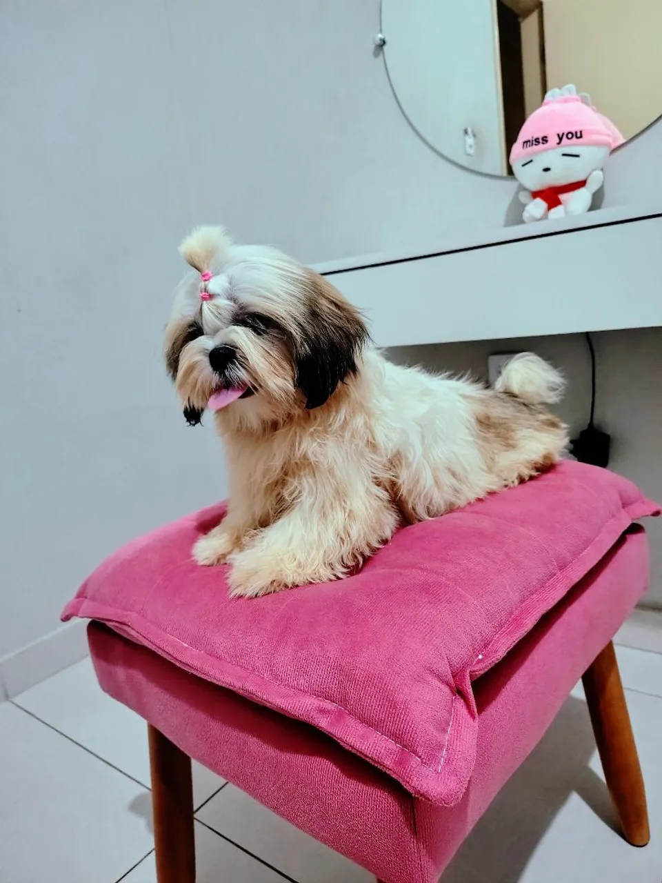 Filhote de Shih Tzuu 4 meses com todas as vacinas!