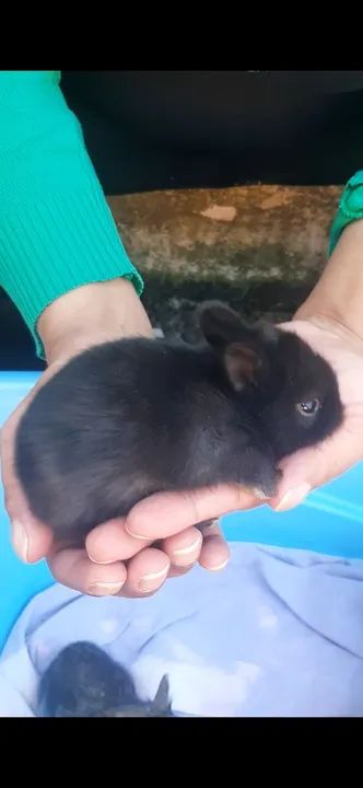 Coelhinho Minis - Foto 2