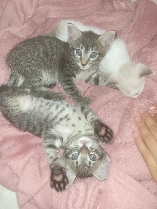 Treis gatinhos fofinhos para adoção - Foto 3