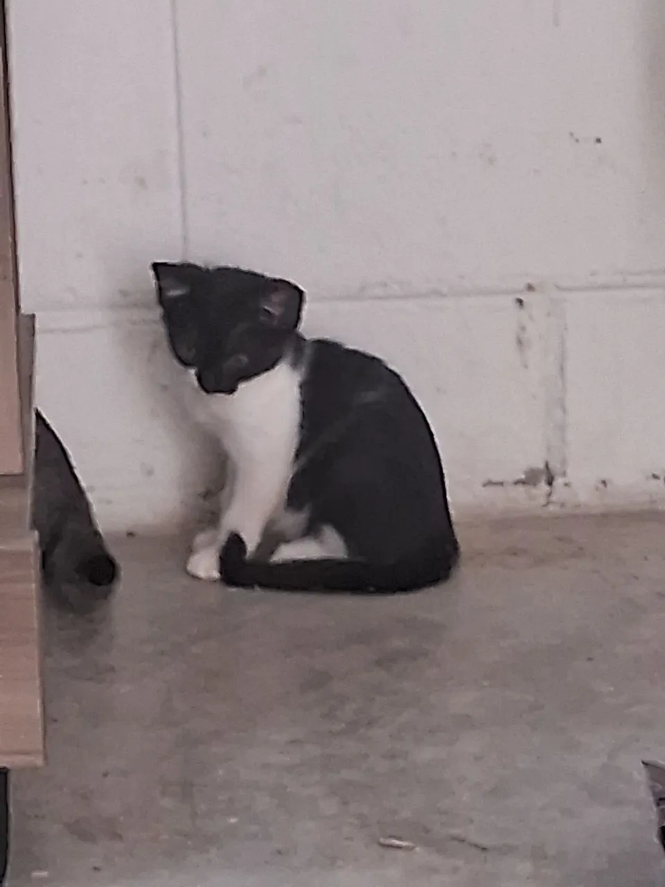 Gata para Doação