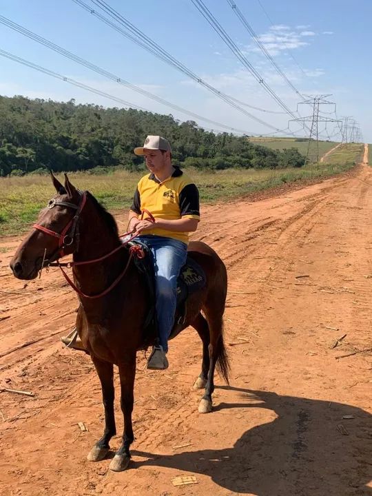 Égua de charrete e montaria pra venda - Foto 3