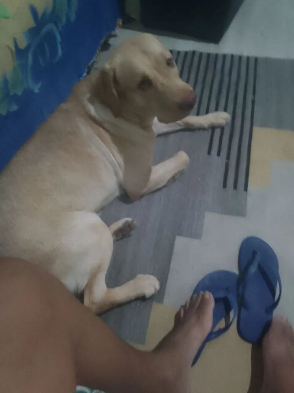 Cachorro