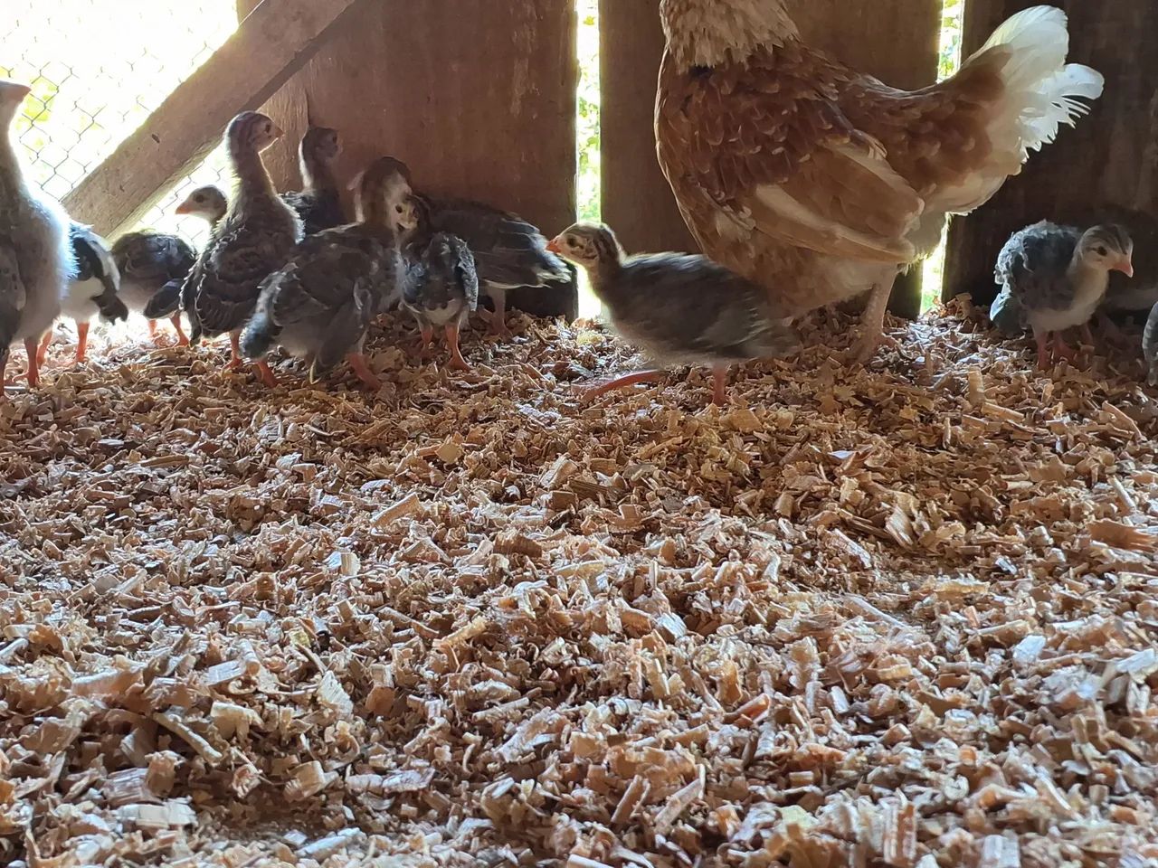 Filhotes de angulistas