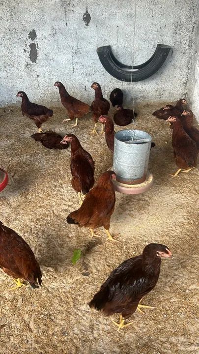 Franguinhas Embrapa 051 de 3 meses  - Foto 3