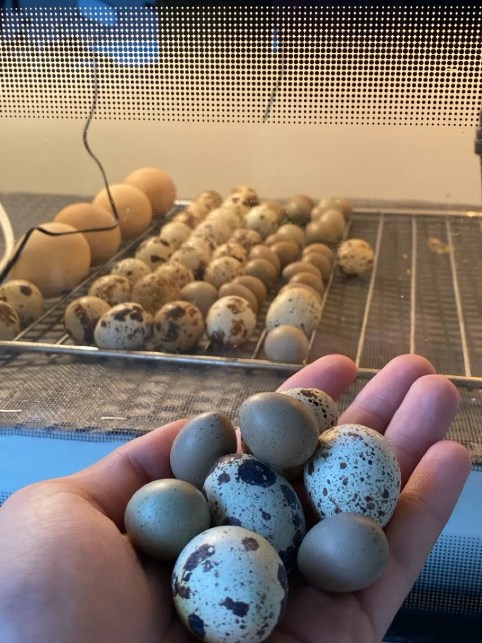 Ovos de codorna Galados