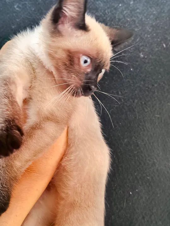 Gatinho Siamês disponível  - Foto 6