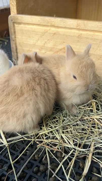 Coelho anão Netherland Dwarf Show 